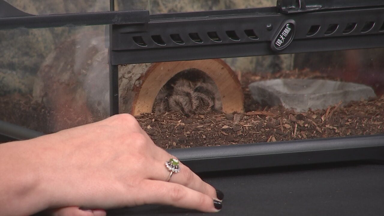 Spiders in your home as temps drop? Louisville pest control expert shares what to look for